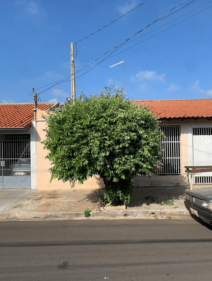 Árvore da calçada tomando a fachada antes da poda
