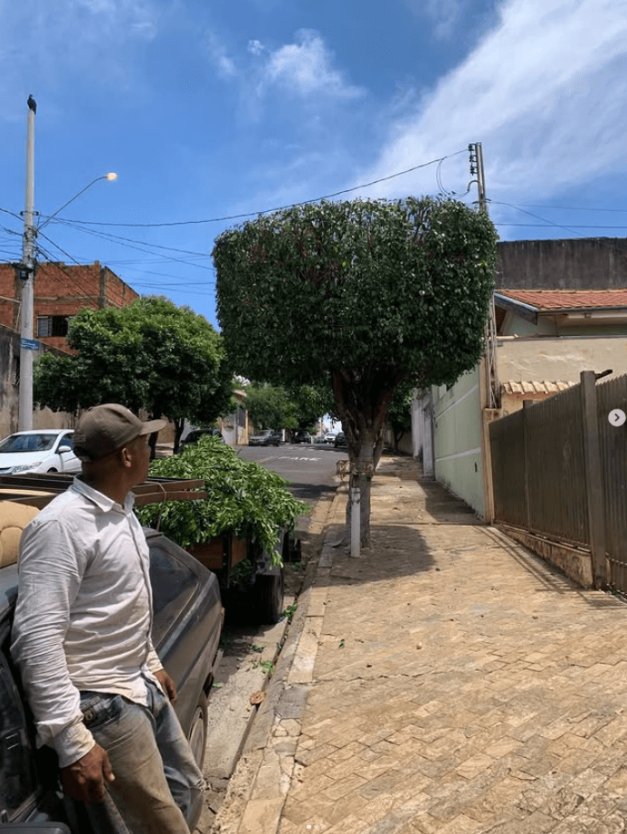 Serviço de poda concluído, com os galhos já recolhidos na caminhonete