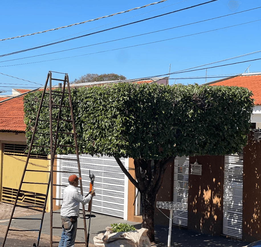 Árvore recém-podada com os galhos recolhidos na calçada
