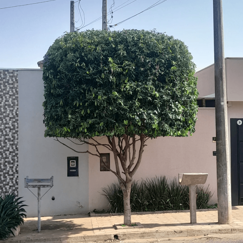 Árvore podada em formato de bloco na frente de uma residência