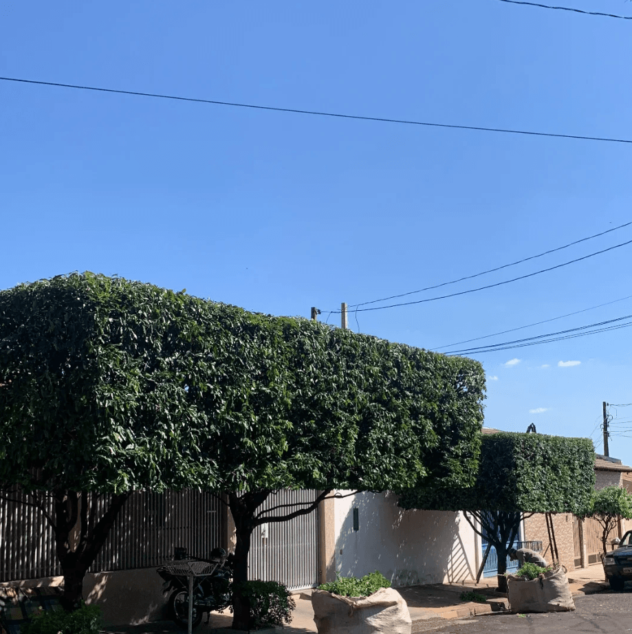 Fileira de árvores podadas em formato retangular ao longo de um muro