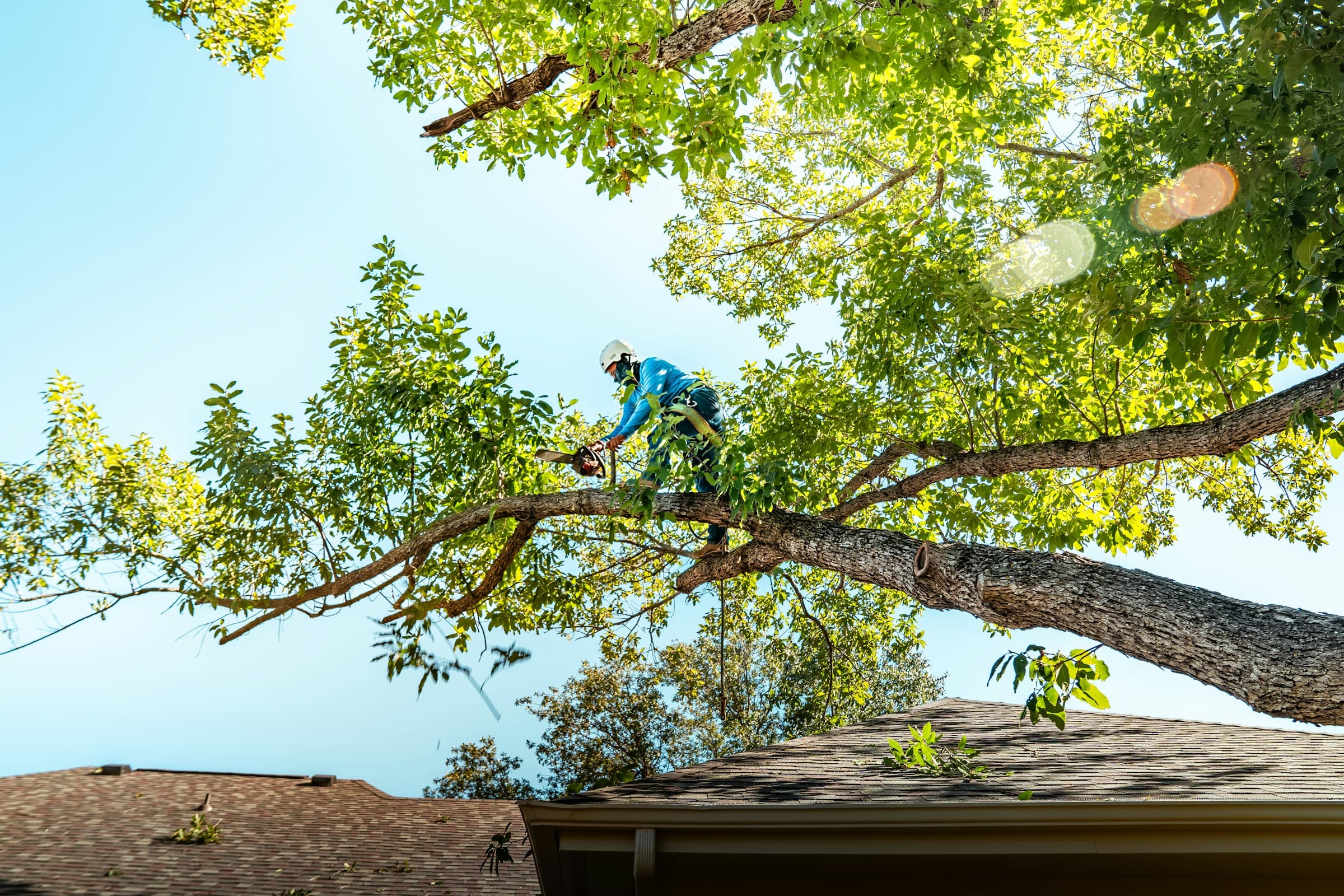 Profissional realizando poda de árvore em altura, com equipamento de segurança